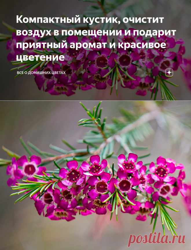 Компактный кустик, очистит воздух в помещении и подарит приятный аромат и красивое цветение | Все о домашних цветах | Яндекс Дзен