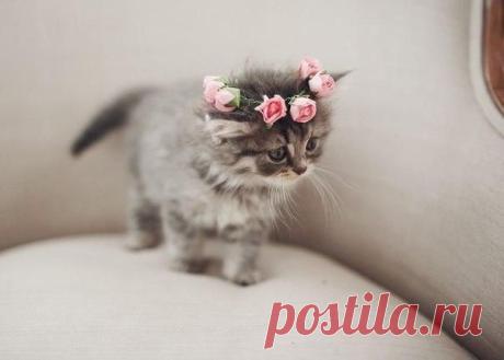 ♥ ЖИВОТНЫЕ ♥ ПРИРОДА ♥