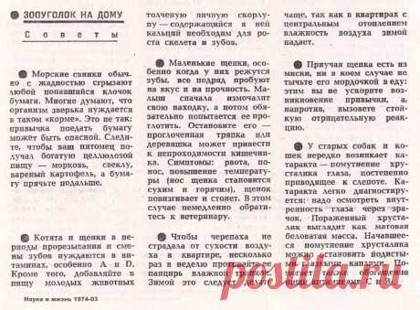 Зооуголок на дому. Советы