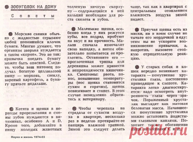 Зооуголок на дому. Советы