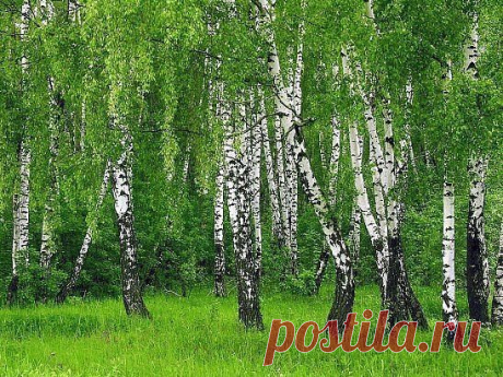 Березовая Роща