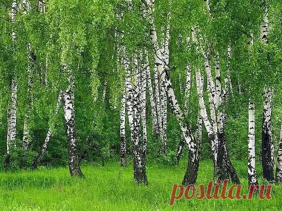 Березовая Роща