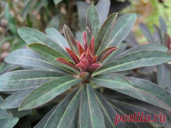 Виды и сорта молочая с фото и названиями Растение молочай (Euphorbia) — представитель одного из самых крупных растительных семейств Молочайных. В состав этого рода включается примерно 2 тысячи различных видов, обитающих практически во всех у...