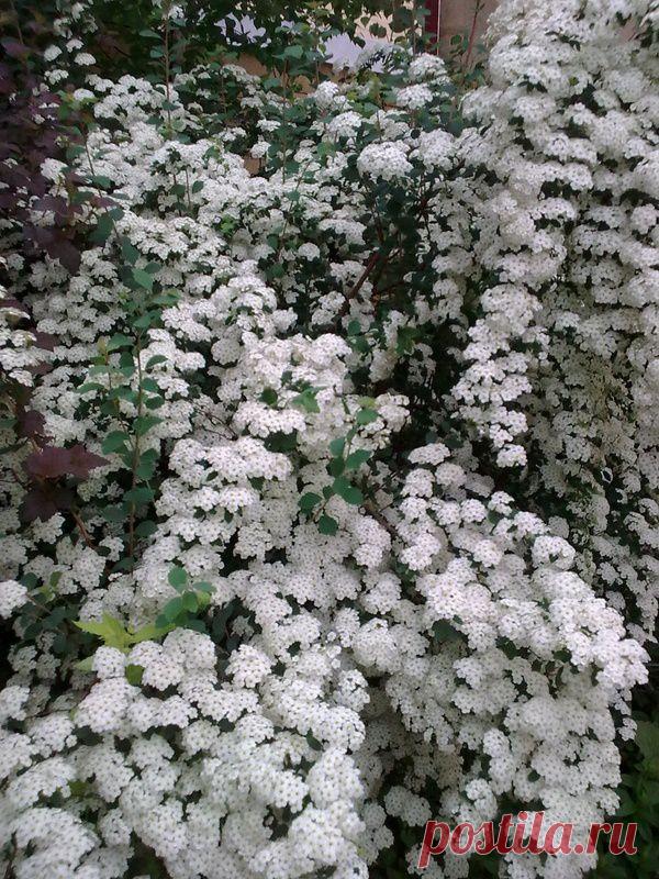 Сорта спиреи. Размножение, посадка и уход за спиреей.