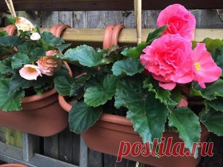 Как хранить КЛУБНЕВЫЕ БЕГОНИИ ЛЕГКО и ПРОСТО