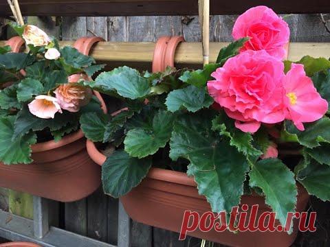 Как хранить КЛУБНЕВЫЕ БЕГОНИИ ЛЕГКО и ПРОСТО