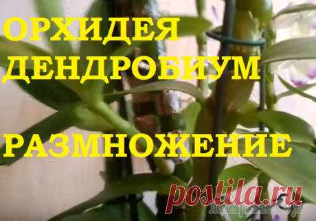 Орхидея Дендробиум- самый простой и эффективный способ размножения! Орхидея Дендробиум дает потомство намного проще, чем Фаленопсис!