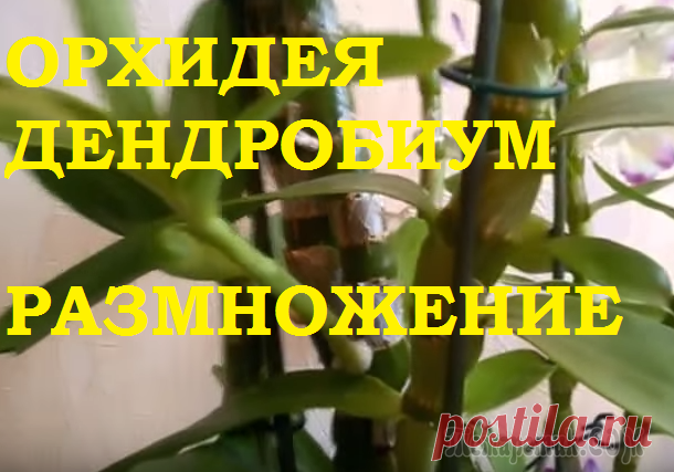 Орхидея Дендробиум- самый простой и эффективный способ размножения! Орхидея Дендробиум дает потомство намного проще, чем Фаленопсис!