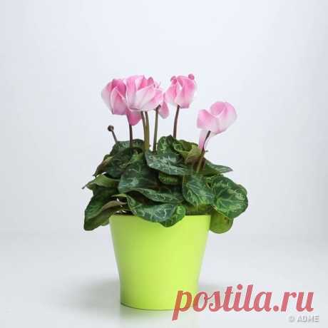 Как вернуть к жизни погибающее растение