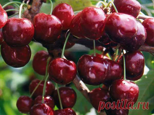 Чтобы черешня не полопалась