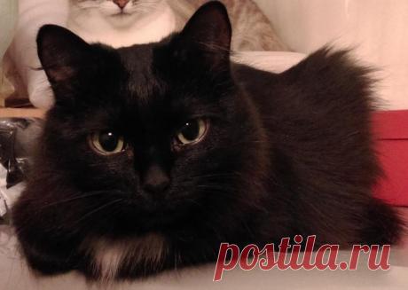 Дружба - это когда котлеты общие В глазах у кота Беляшика красивым голубым цветком пылает упрек. Это за то, что я ем отбивную, а ему не даю. Придя с работы, я еще не поел, а они с кошкой Чернухой по…