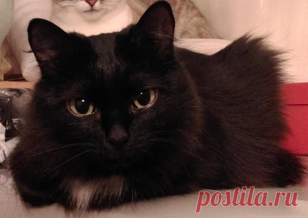 Дружба - это когда котлеты общие В глазах у кота Беляшика красивым голубым цветком пылает упрек. Это за то, что я ем отбивную, а ему не даю. Придя с работы, я еще не поел, а они с кошкой Чернухой по…