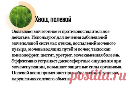 Хвощ полевой - лечебные свойства