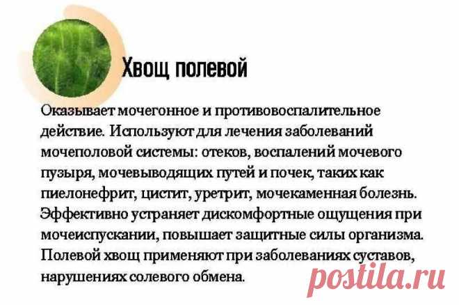 Хвощ полевой - лечебные свойства