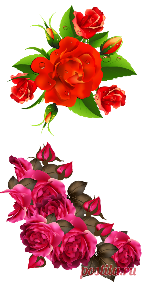 Шикарные розы - клипарт png