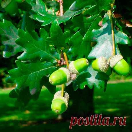 Лекарственное растение Дуб черешчатый (Quercus robur). Дерево высотой свыше 40 м с сильно трещиноватой корой и раскидисты¬ми корявыми ветвями. Листья удлиненные, асимметричные, у основания сердцевидные с ушками, длиной 5-12 см, на очень коротком черешке (у похожего дуба каменного (Q. petraea) листья на черешке длиной 1-3 см, широкояйцевидные, симметричные, и кроме того, у основания клиновидные). Невзрачные зеленоватые мужские цветки собраны в рыхлые висячие сережки; женские цветки - незаметные.