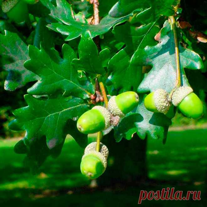 Лекарственное растение Дуб черешчатый (Quercus robur). Дерево высотой свыше 40 м с сильно трещиноватой корой и раскидисты¬ми корявыми ветвями. Листья удлиненные, асимметричные, у основания сердцевидные с ушками, длиной 5-12 см, на очень коротком черешке (у похожего дуба каменного (Q. petraea) листья на черешке длиной 1-3 см, широкояйцевидные, симметричные, и кроме того, у основания клиновидные). Невзрачные зеленоватые мужские цветки собраны в рыхлые висячие сережки; женские цветки - незаметные.