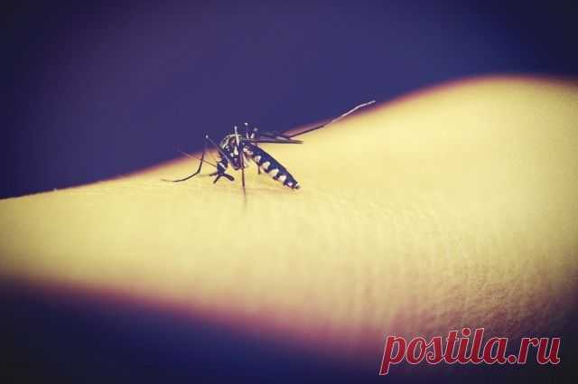Российские ученые назвали «самую вкусную» группу крови для комаров Как считают специалисты, больше всего комаров привлекает первая группа крови, но могут иметь место и другие факторы