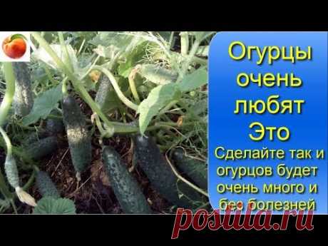 Огурцы очень любят Это Сделайте так и огурцов будет много Без болезней Cucumbers grow well from this