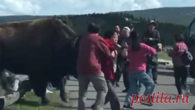 Бизон едва не затоптал туристов в национальном парке. В Йеллоустонском национальном парке бизон набросился на туристов, которые хотели сделать с ним селфи. Об этом сообщает Daily Mail. Нападение животного попало на видео, на кадрах ролика, который успел снять фотограф Логан Смит, группа ...