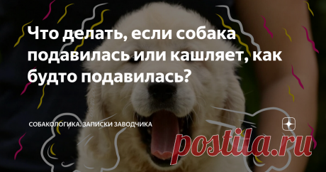 Что делать, если собака подавилась или кашляет, как будто подавилась? Статья автора «Собакологика. Записки заводчика» в Дзене ✍: В этой статье мы рассмотрим несколько шагов, которые помогут вам оказать первую помощь и предотвратить серьезные последствия.