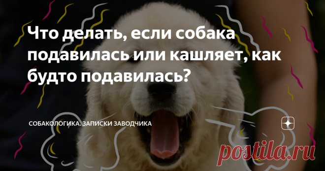 Что делать, если собака подавилась или кашляет, как будто подавилась? Статья автора «Собакологика. Записки заводчика» в Дзене ✍: В этой статье мы рассмотрим несколько шагов, которые помогут вам оказать первую помощь и предотвратить серьезные последствия.