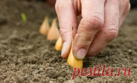 Что положить в грядку перед посевом лука-севка и зачем я обязательно "солю" землю под него | Секреты сада и дачи | Яндекс Дзен
