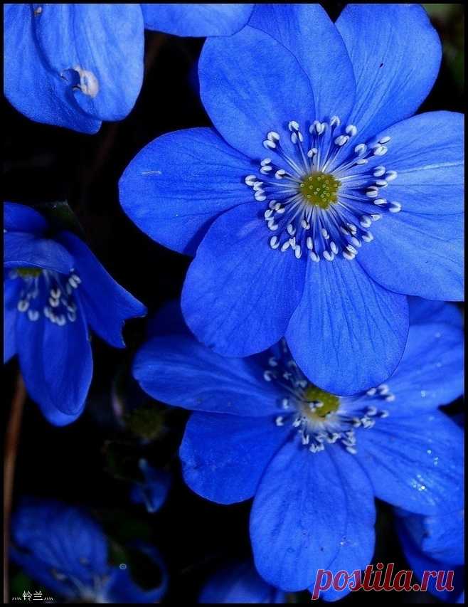 AQUA
