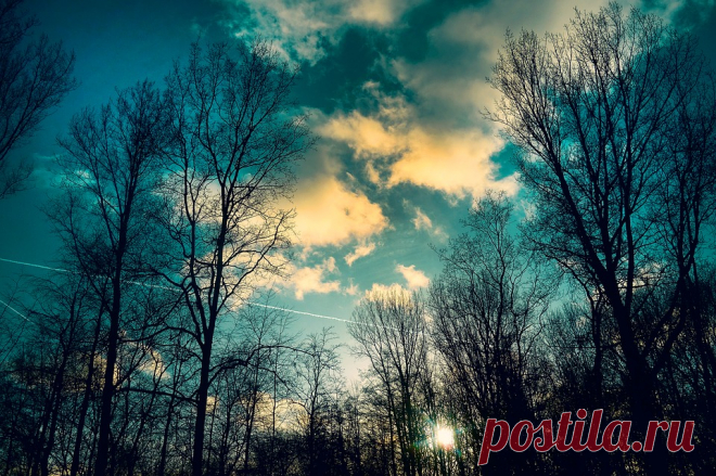 Бесплатная фотография: Деревья, Голые Деревья - Бесплатные фото на Pixabay - 3120276