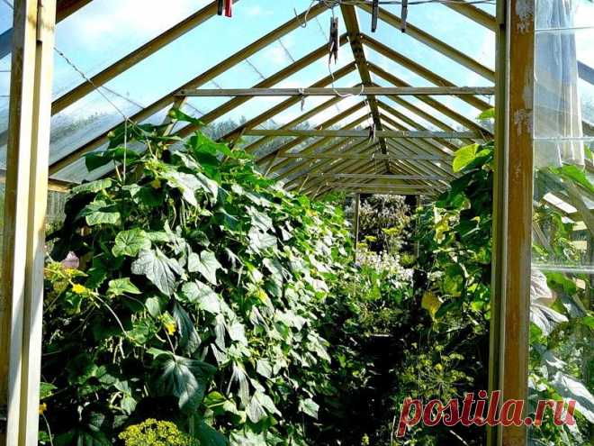 Маленькие секреты тепличного выращивания — 6 соток