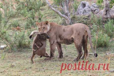 ЛЬВИЦА УБИЛА БАБУИНА | WizardFox Forum