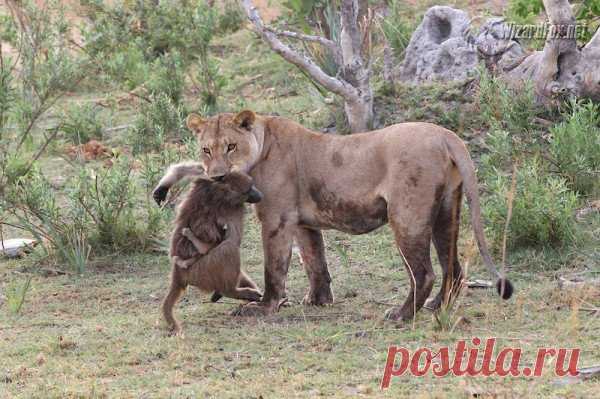 ЛЬВИЦА УБИЛА БАБУИНА | WizardFox Forum