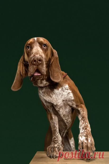 Очаровательные собаки в снимках Александра Хохлова