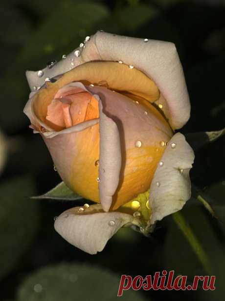 tasha7 — «Ты - роза, царица цветов, изящество в форме твоих лепестков...» на Яндекс.Фотках