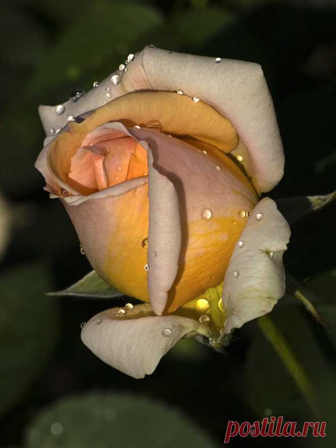 tasha7 — «Ты - роза, царица цветов, изящество в форме твоих лепестков...» на Яндекс.Фотках