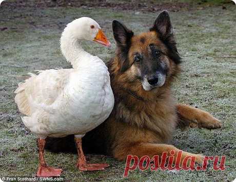 Дружба с гусыней спасает собаке жизнь | ZooPicture.ru