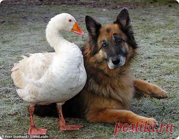 Дружба с гусыней спасает собаке жизнь | ZooPicture.ru