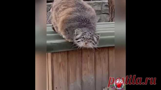 Как же хочется его потискать!