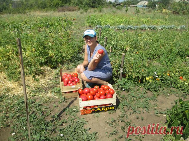 У меня успевает вызреть каждый помидорчик. Весь фокус в правильной подкормке. Рассказываю как и чем удобряю | Садовый рай 🌱 | Яндекс Дзен