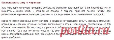 Как вырастить мяту на подоконнике