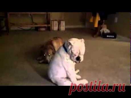 Пёс тащится от блюза\\\\\The dog likes blues