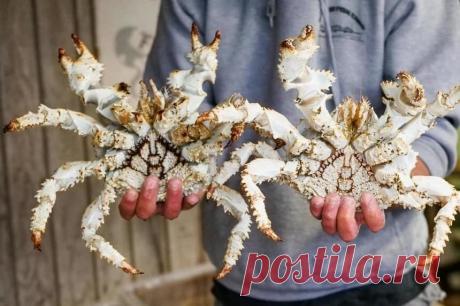 В Японии снежного краба продали на рыбном аукционе за 7 тыс. долларов | Новости в мире сегодня – Читать свежие новости мира, новости в мире сегодня, новости дня в мире в интернет-издании «Вестник»