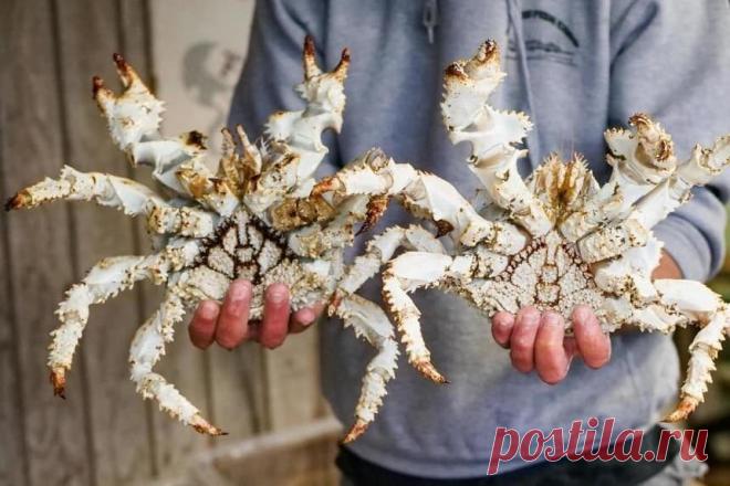 В Японии снежного краба продали на рыбном аукционе за 7 тыс. долларов | Новости в мире сегодня – Читать свежие новости мира, новости в мире сегодня, новости дня в мире в интернет-издании «Вестник»
