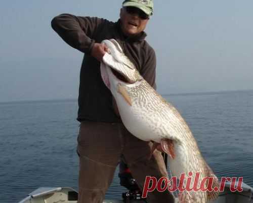 На спиннинг, без крючка