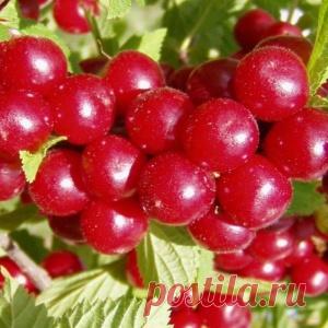 Засуньте ватный шарик себе в пупок — и уйдут кашель, простуда и менструальные боли! - МирТесен