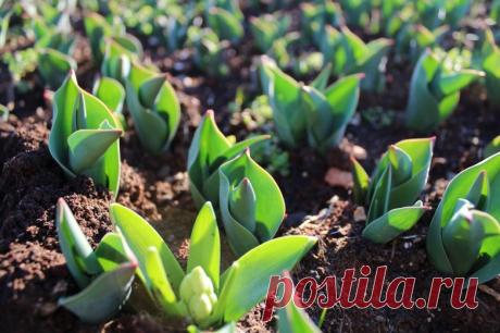 Как ухаживать за тюльпанами весной - Огород, сад, балкон - медиаплатформа МирТесен