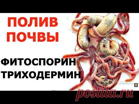 ВЛИЯНИЕ на ЧЕРВЯ и ЛИЧИНОК ФИТОСПОРИНА, ТРИХОДЕРМИНА