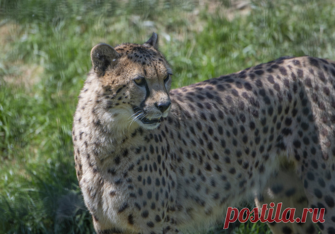 Cheetah Jachtluipaard, Gepard of Cheeta (Acinonyx jubatus) Dierenrijk, Nuenen, The Netherlands Conservation status: Vulnerable