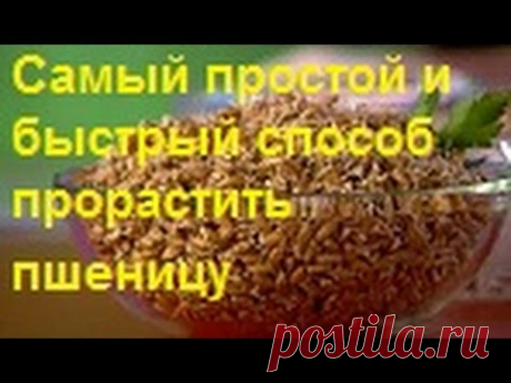 Самый простой и быстрый способ прорастить пшеницу - YouTube