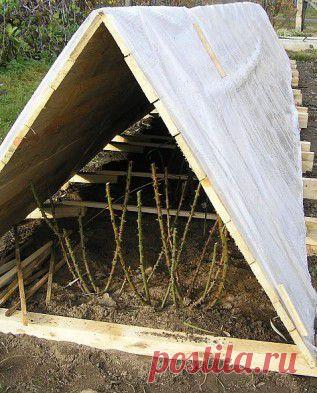 Грамотная подготовка роз к зиме | РОЗЫ